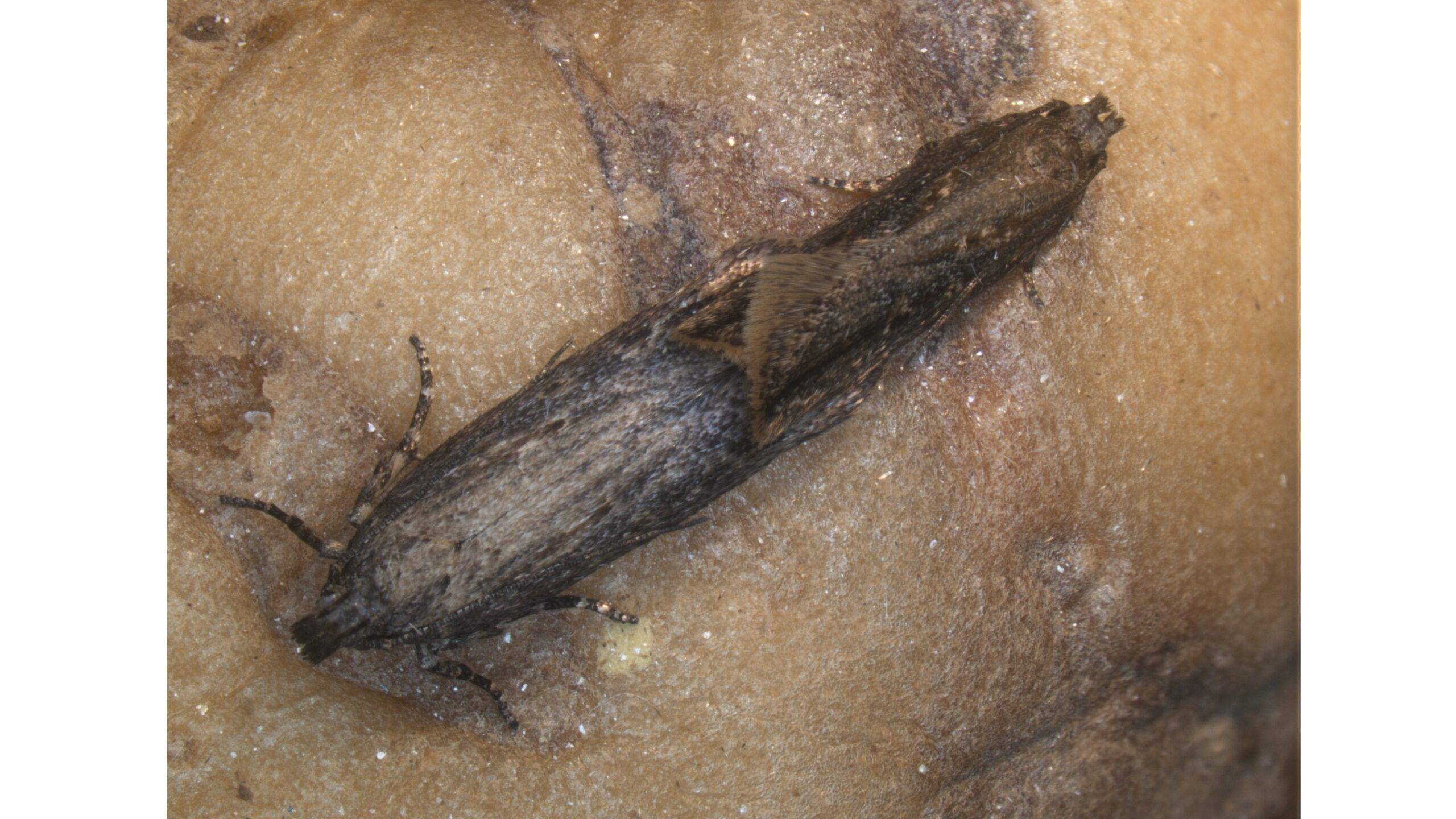 polilla-guatemalteca-patata||